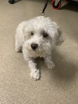 Shelter Stray Female Dog last seen , , TX, 355 Hillshire Dr, Haslet, TX 76052, USA