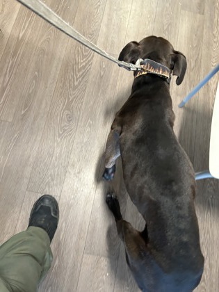 Shelter Stray Male Dog last seen Near fireside lane, South Fulton, GA, 1251 Fulton Industrial Blvd NW, Atlanta, GA 30336, USA