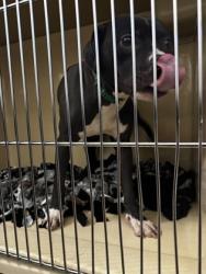 Shelter Stray Male Dog last seen Near Hayden, Unknown, OH, 9203 Detroit Ave, Cleveland, OH 44102, USA
