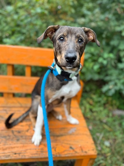Shelter Stray Male Dog last seen Near N Monroe st, 21217, MD, 2490 Giles Rd, Baltimore, MD 21225, USA
