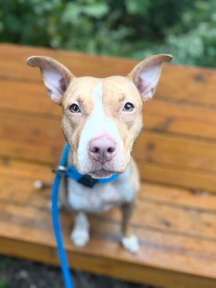 Shelter Stray Female Dog last seen Near Ravenwood Ave, 21213, MD, 2490 Giles Rd, Baltimore, MD 21225, USA