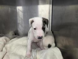 Shelter Stray Male Dog last seen Westinghouse and CR 110, Williamson County, TX, 1855 SE Inner Loop, Georgetown, TX 78626, USA