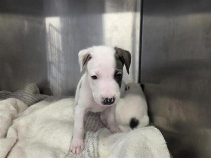Shelter Stray Male Dog last seen Westinghouse and CR 110, Williamson County, TX, 1855 SE Inner Loop, Georgetown, TX 78626, USA