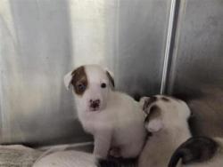 Shelter Stray Male Dog last seen Westinghouse and CR 110, Williamson County, TX, 1855 SE Inner Loop, Georgetown, TX 78626, USA