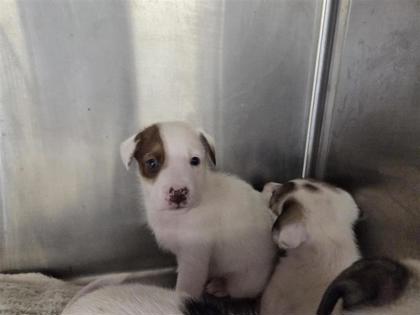 Shelter Stray Male Dog last seen Westinghouse and CR 110, Williamson County, TX, 1855 SE Inner Loop, Georgetown, TX 78626, USA