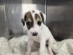 Shelter Stray Female Dog last seen Westinghouse and CR 110, Williamson County, TX, 1855 SE Inner Loop, Georgetown, TX 78626, USA