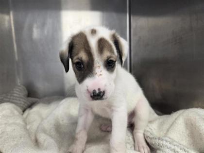 Shelter Stray Female Dog last seen Westinghouse and CR 110, Williamson County, TX, 1855 SE Inner Loop, Georgetown, TX 78626, USA