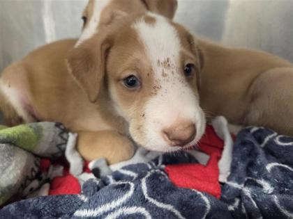 Shelter Stray Male Dog last seen Westinghouse and CR 110, Williamson County, TX, 1855 SE Inner Loop, Georgetown, TX 78626, USA