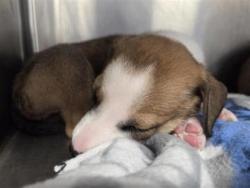 Shelter Stray Female Dog last seen Westinghouse and CR 110, Williamson County, TX, 1855 SE Inner Loop, Georgetown, TX 78626, USA