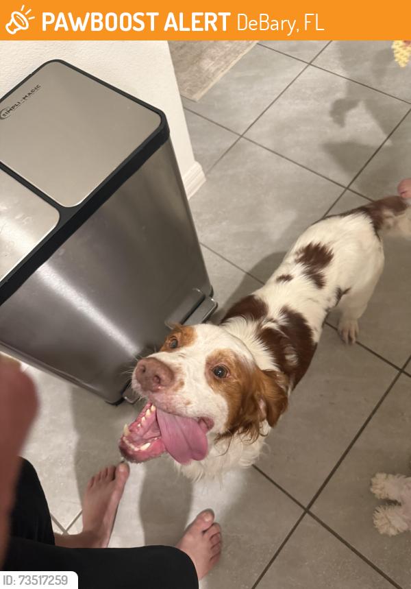 Found/Stray Male Dog last seen between the intersection of fort Florida and high banks and the retirement community., DeBary, FL 32713