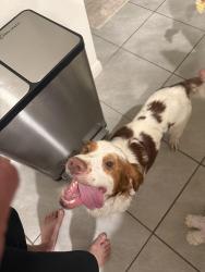 Found/Stray Male Dog last seen between the intersection of fort Florida and high banks and the retirement community., DeBary, FL 32713