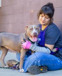 Shelter Stray Female Dog last seen Near PANOLA ROAD, 30038, GA, 3280 Chamblee Dunwoody Rd, Chamblee, GA 30341, USA