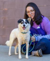 Shelter Stray Female Dog last seen , , GA, 3280 Chamblee Dunwoody Rd, Chamblee, GA 30341, USA
