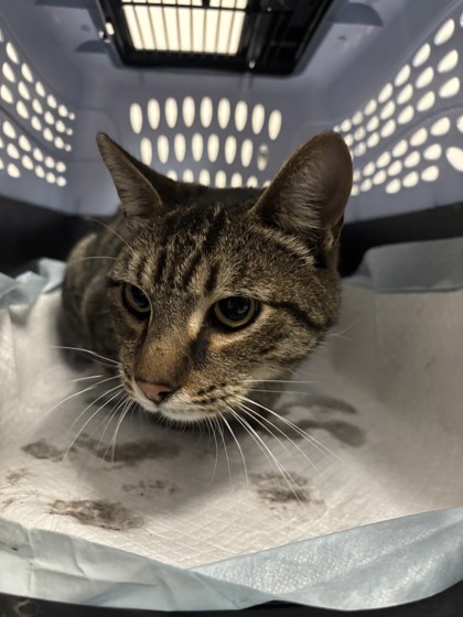 Shelter Stray Male Cat last seen 66th Encampment, Oakland, CA, 1101 29th Ave, Oakland, CA 94601, USA