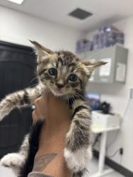 Shelter Stray Male Cat last seen Near 100th Ave, Oakland, CA, 1101 29th Ave, Oakland, CA 94601, USA