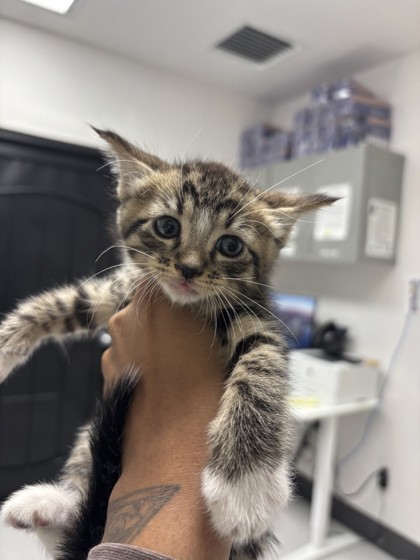 Shelter Stray Male Cat last seen Near 100th Ave, Oakland, CA, 1101 29th Ave, Oakland, CA 94601, USA