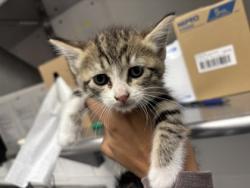 Shelter Stray Female Cat last seen Near 100th Ave, Oakland, CA, 1101 29th Ave, Oakland, CA 94601, USA