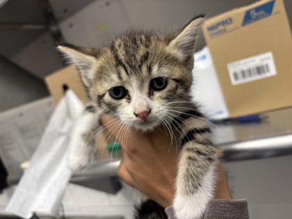 Shelter Stray Female Cat last seen Near 100th Ave, Oakland, CA, 1101 29th Ave, Oakland, CA 94601, USA