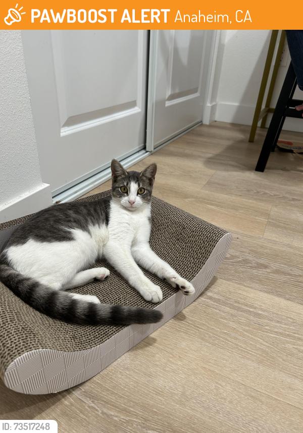 Found/Stray Female Cat last seen Ball and south Webster, Anaheim, CA 92804
