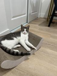 Found/Stray Female Cat last seen Ball and south Webster, Anaheim, CA 92804