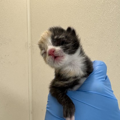 Shelter Stray Female Cat last seen Highlands & Wellborn, City of College Station, TX, 5359 Leonard Rd, Bryan, TX 77807, USA