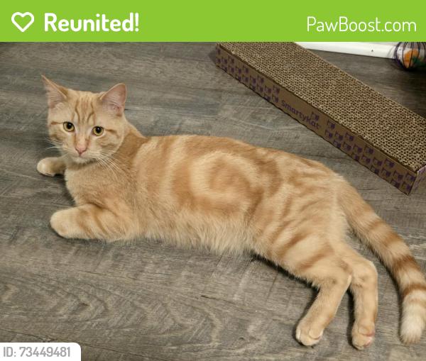 Reunited Male Cat last seen Woodstock and 8 mile, Highland Park, MI 48203