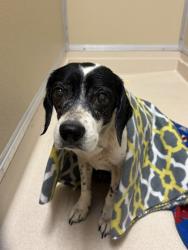 Shelter Stray Male Dog last seen Grand blvd, Hamilton, OH, 1820 Princeton Rd, Hamilton, OH 45011, USA