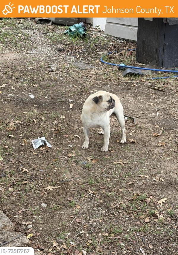 Found/Stray Male Dog last seen County Road 608 & Hickory Lane, Johnson County, TX 76061