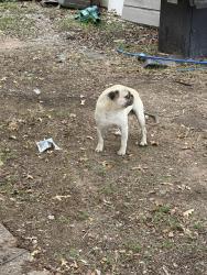 Found/Stray Male Dog last seen County Road 608 & Hickory Lane, Johnson County, TX 76061
