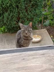 Found/Stray Female Cat last seen Near West Carroll Avenue, 2F, Chicago, IL 60624