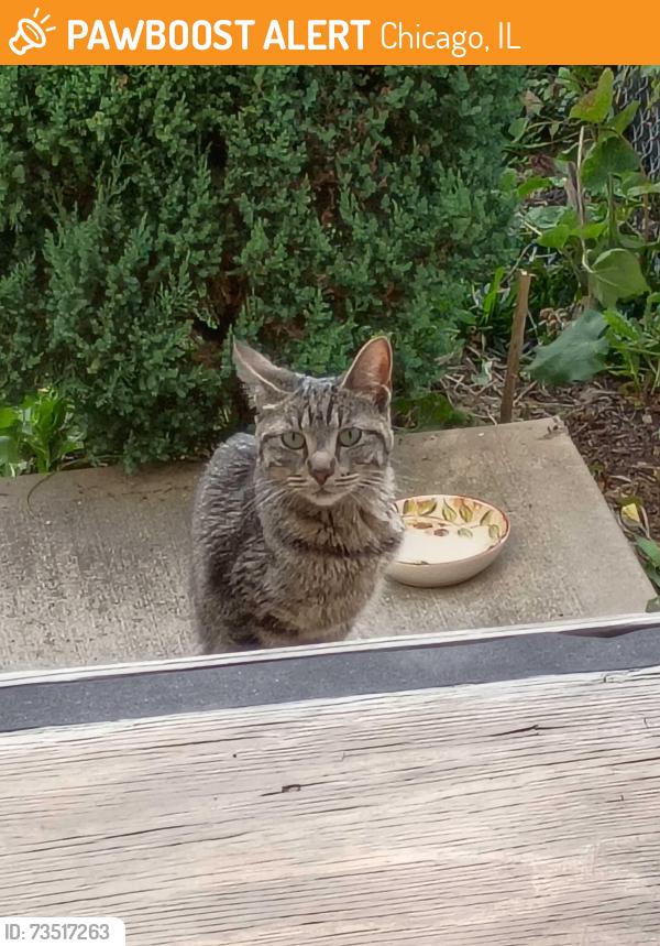 Found/Stray Female Cat last seen Near West Carroll Avenue, 2F, Chicago, IL 60624