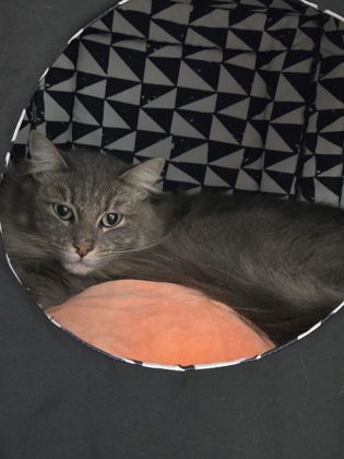 Shelter Stray Male Cat last seen Park Place, Corvallis, OR, 398 SW Twin Oaks Cir, Corvallis, OR 97333, USA