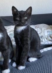 Shelter Stray Female Cat last seen Near Reading St, Folsom, CA, 6201 Florin Perkins Rd, Sacramento, CA 95828, USA