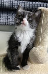 Shelter Stray Female Cat last seen Near Reading St, Folsom, CA, 6201 Florin Perkins Rd, Sacramento, CA 95828, USA