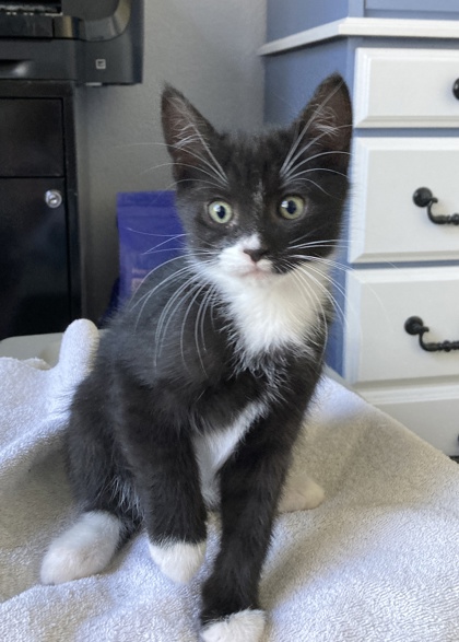 Shelter Stray Male Cat last seen Near Reading St, Folsom, CA, 6201 Florin Perkins Rd, Sacramento, CA 95828, USA