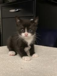 Shelter Stray Female Cat last seen Near Reading St, Folsom, CA, 6201 Florin Perkins Rd, Sacramento, CA 95828, USA