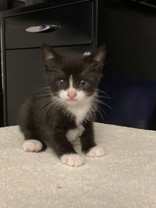 Shelter Stray Female Cat last seen Near Reading St, Folsom, CA, 6201 Florin Perkins Rd, Sacramento, CA 95828, USA