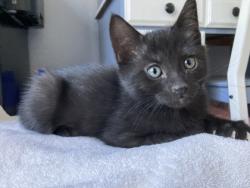 Shelter Stray Male Cat last seen Near Reading St, Folsom, CA, 6201 Florin Perkins Rd, Sacramento, CA 95828, USA