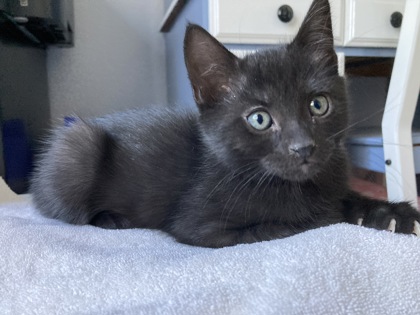 Shelter Stray Male Cat last seen Near Reading St, Folsom, CA, 6201 Florin Perkins Rd, Sacramento, CA 95828, USA