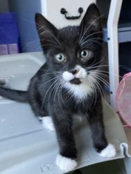 Shelter Stray Male Cat last seen Near Reading St, Folsom, CA, 6201 Florin Perkins Rd, Sacramento, CA 95828, USA