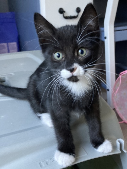 Shelter Stray Male Cat last seen Near Reading St, Folsom, CA, 6201 Florin Perkins Rd, Sacramento, CA 95828, USA