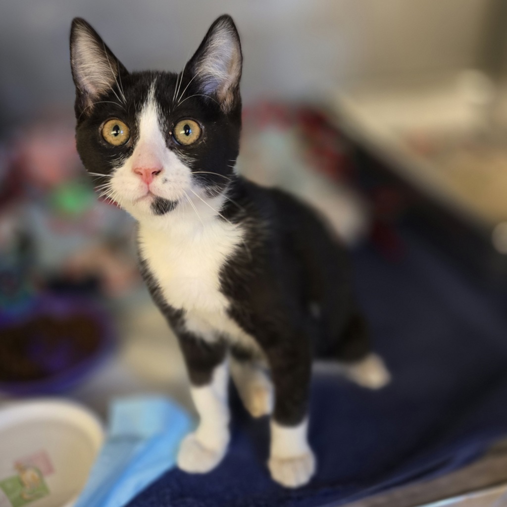 Shelter Stray Male Cat last seen Near 69th ave #206, OAKLAND, CA, 94621, 4651 Gleason Dr, Dublin, CA 94568, USA