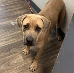Shelter Stray Female Dog last seen DAS Transfer approved by leadership, San Diego, CA, 92101, 5500 Gaines St, San Diego, CA 92110, USA