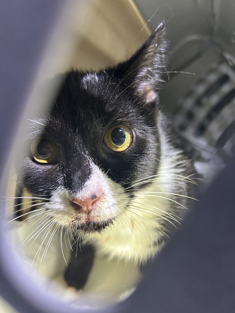 Shelter Stray Unknown Cat last seen Near Kinderly Lane, VIRGINIA BEACH, VA, 23464, 341 S Birdneck Rd, Virginia Beach, VA 23451, USA