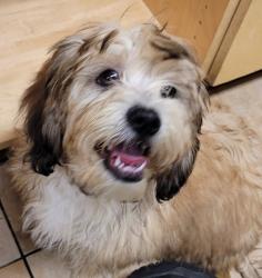 Shelter Stray Unknown Dog last seen 164th/ Burnside, PORTLAND, OR, 97230, 1700 W Historic Columbia River Hwy, Troutdale, OR 97060, USA