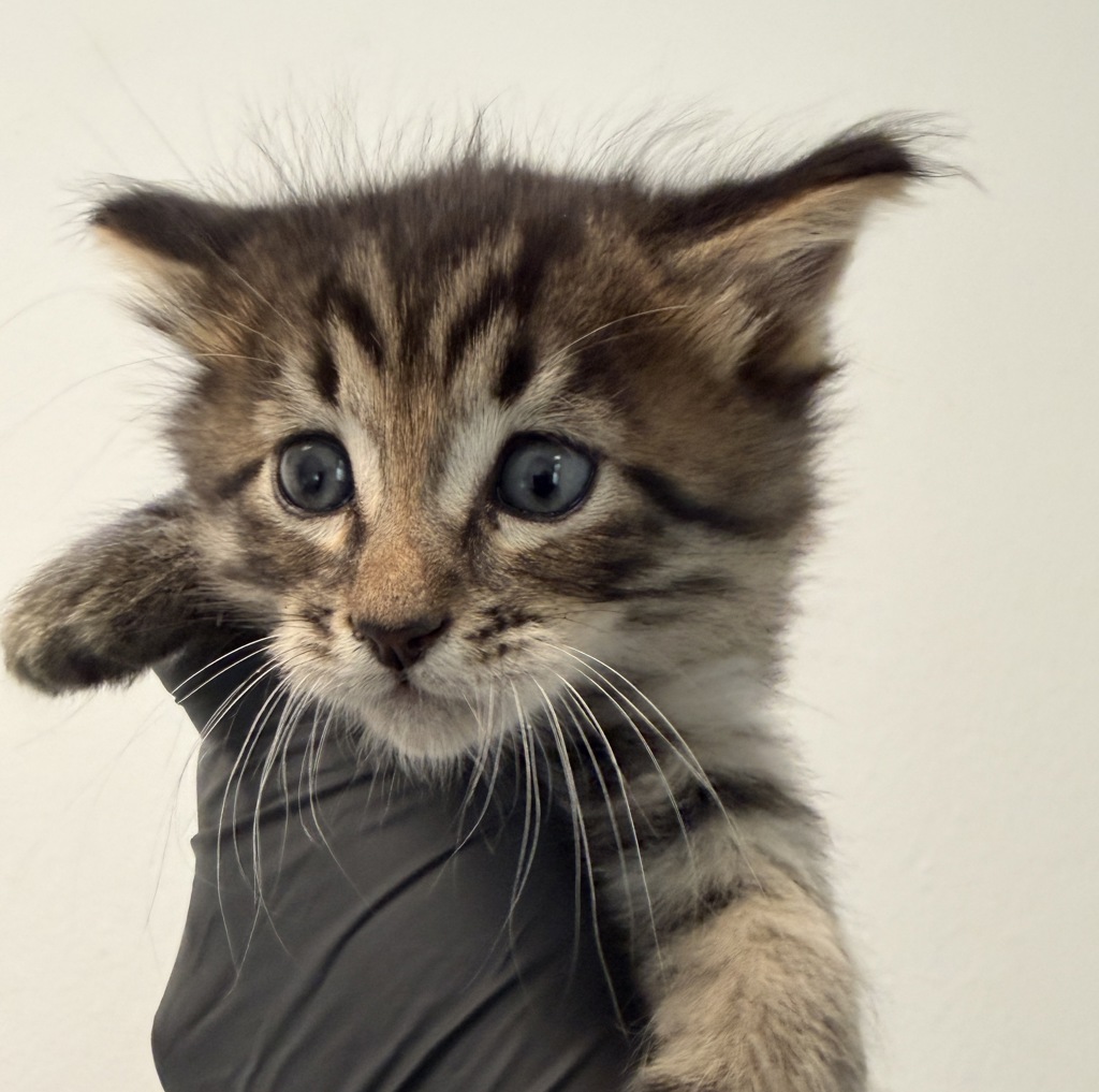 Shelter Stray Male Cat last seen Near corte santa fe, San Diego, CA, 92121, 5500 Gaines St, San Diego, CA 92110, USA