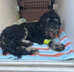 Shelter Stray Female Dog last seen SE 122nd, OR, 1700 W Historic Columbia River Hwy, Troutdale, OR 97060, USA