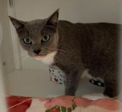 Shelter Stray Female Cat last seen S Francis Street, San Diego, CA, 92113, 5500 Gaines St, San Diego, CA 92110, USA