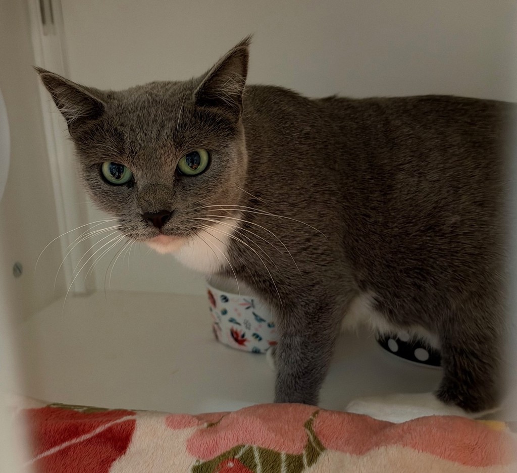 Shelter Stray Female Cat last seen S Francis Street, San Diego, CA, 92113, 5500 Gaines St, San Diego, CA 92110, USA