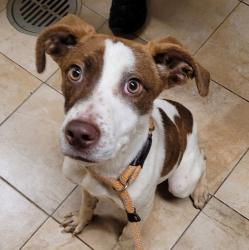 Shelter Stray Male Dog last seen SE 117th/ Market, PORTLAND, OR, 97233, 1700 W Historic Columbia River Hwy, Troutdale, OR 97060, USA